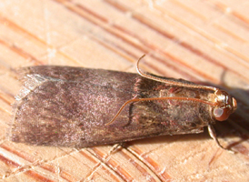 Acrobasis stigmella